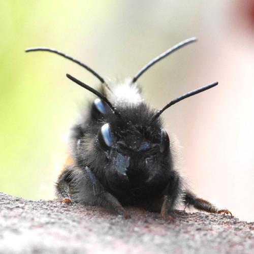 Osmia cornuta